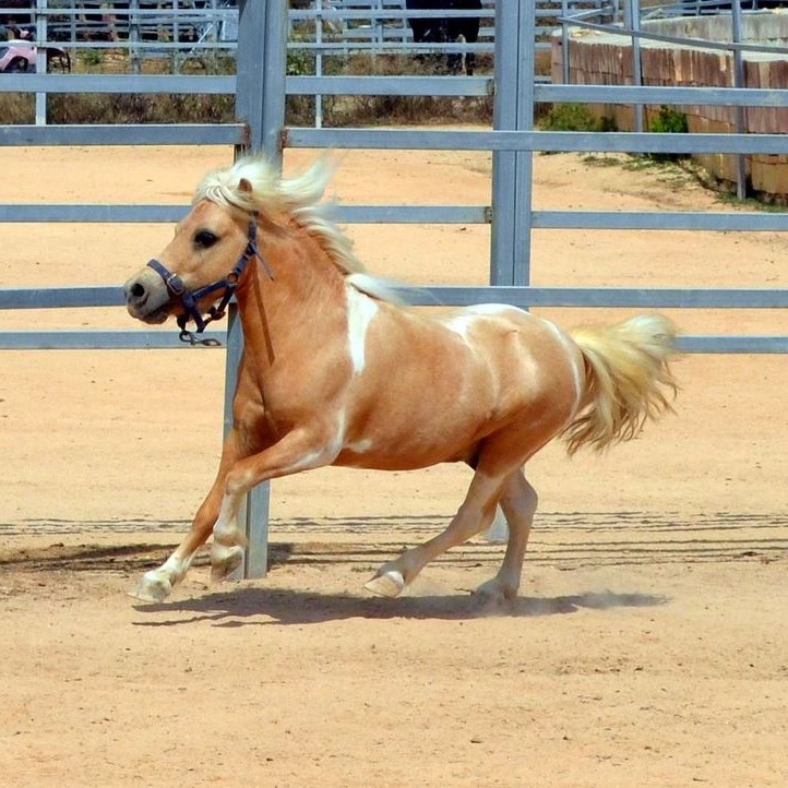 Dreams Of Horses Farm